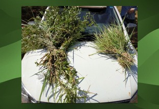 herbicida para folha larga em pastagem produção matéria verde aumento taxa de lotação