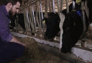 Detalhe da alimentação do gado leiteiro no sistema compost barn. Foto: Divulgação