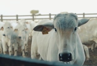 Ações de bem-estar animal ganham fama pelas fazendas do País