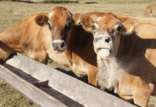 Vacas leiteiras: quais os impactos da seca na dieta e produção de leite?