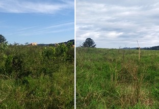 controle de plantas daninhas no pasto oeste catarinense 2022