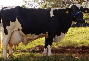 Quantos litros de leite uma vaca produz por dia?