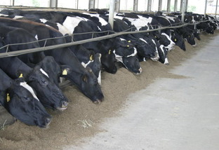descarte de vacas leiteiras em confinamento