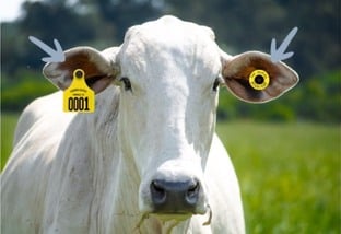 iatf em bovinos tecnologias identificação monitoramento msd saúde animal