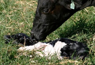 Vaca no pós-parto. Foto: Embrapa