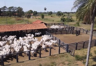 fazenda de pecuária taquarussu-ms repórter nissan