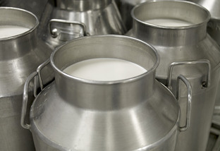 Galões de leite recém-ordenhado. Foto: Divulgação