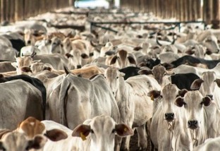 Aglomeração de bovinos em confinamento aumenta as infecções por doenças respiratórias.
