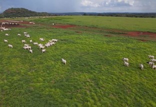 Pasto é a chave para a integração lavoura-pecuária em áreas de risco agrícola