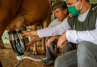 Vaca estimulada com ocitocina é boa para produção de leite?