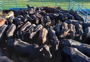 Pecuarista de MS ganha R$ 8 mil a mais em venda de gado