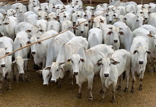 “Boiadeiros tradicionais” chamam a atenção com gado de quase 22@ em MT