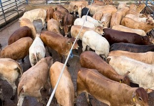 “Maravilha de gado” conquista um dos maiores bônus da arroba do boi