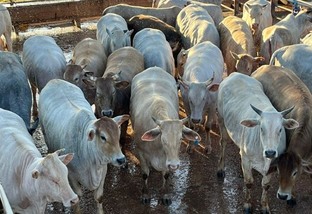 “Supimpa!” Pecuaristas abatem bovinos de 17@ com 16 meses em MT