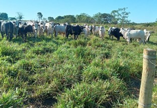 Pasto rotacionado sem irrigação suporta até 7 bois por hectare em Rondônia