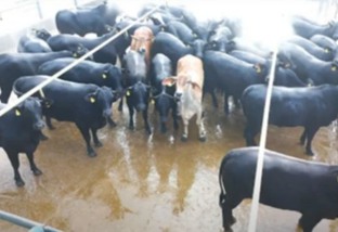 “Fazenda moderna” abate novilhas de até 30 meses em Mato Grosso