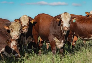 Devon, Hereford ou Braford: qual é bom em cruzamento com vacas Brangus?