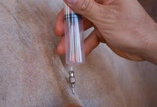 Vacinação de gado. Foto: Tony Oliveira/CNA