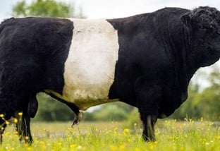 Conheça o bovino de cinta branca, o Belted Galloway
