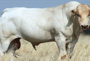 Chianina, conheça uma das maiores raças de bovino do mundo