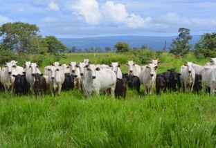 Estação de monta: é chegada a hora de empenhar 80 milhões de vacas no Brasil