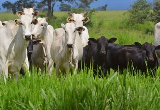 Nelore: qual cruzamento dá bovinos com carne de qualidade?