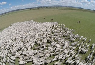 Prepare-se: milhões de bovinos serão vacinados pela última vez em novembro