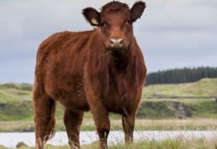 Luing, bovino escocês cria fama por carne diferenciada