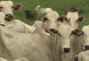 Cisticercose bovina: como prevenir doença que traz muitos prejuízos à pecuária?