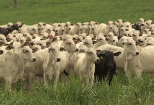 Benzoato de estradiol: saiba sincronizar o cio da vaca com mais eficiência