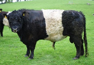 Belted Galloway, o bovino de cinta branca