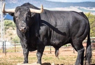 Conheça o touro mais furioso do planeta, o Miura