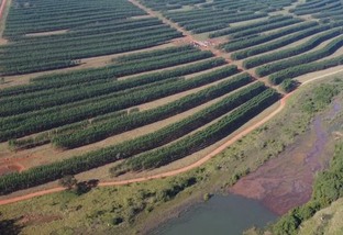 Conheça a 1ª fazenda de boi NET Zero do Brasil
