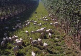 Fazenda carbono zero não admite abate de gado acima de 2 anos e menos de 22@ 