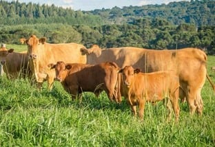 20 dicas essenciais para acertar no manejo da pastagem do gado