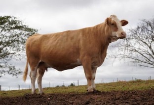 Simental: como a cata do carrapato ajuda a selecionar um gado mais resistente?  