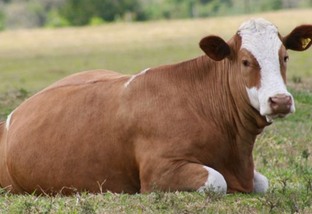 Quais raças bovinas são ideais para apostar na produção de carne e leite?
