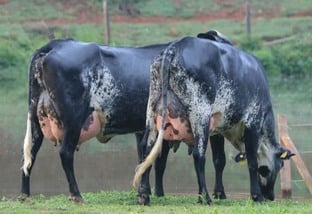 Vaca Girolando: qual a diferença do leite de fêmeas ¾ e ⅝?