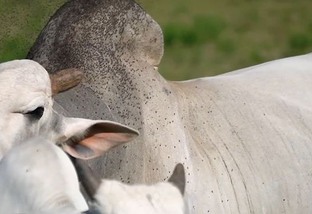 Mosca do chifre: qual medicamento é o mais eficaz para o gado?