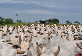 Quantas cabeças de gado existem no Brasil?