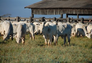 Cocho de sal para gado: conheça as melhores opções para sua fazenda