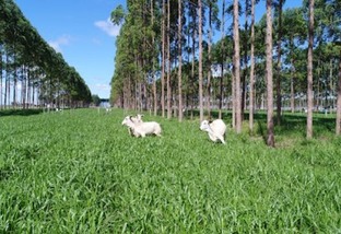 Sistema silvipastoril é estratégia eficaz para pastoreio sob árvores