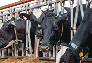 Cruza de Holandês e Nelore é boa para gerar bovinos de dupla aptidão?