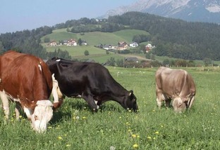 Presidente da Assocon se surpreende com manejo de pasto na Áustria. Veja o vídeo