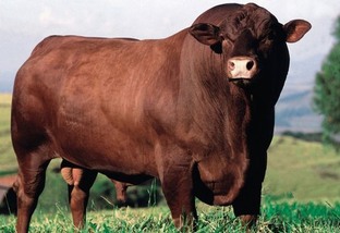 Qual raça de touro é melhor para cruzar com vacas meio-sangue Nelore e Charolês?