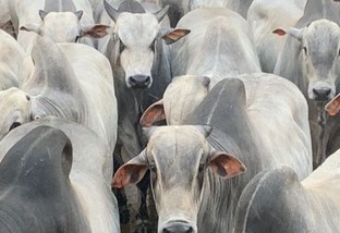 Mais de mil bovinos passam pela “Copa do Nelore” em MT. Confira os vencedores