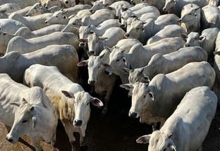 “Só gado extra!” Novilha Nelore bem acabada é destaque em Goiás