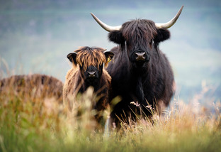 Highland: conheça o bovino mais peludo do mundo