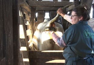 Vermes bovinos não podem ser esquecidos com o fim da vacinação contra aftosa
