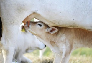 Quantos litros de leite um bezerro mama por dia?